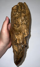 Load image into Gallery viewer, HUGE Ice Age Fossil Woolly Mammoth Molar 9.82 Inches from Siberia
