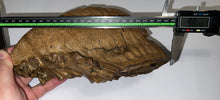 Load image into Gallery viewer, HUGE Ice Age Fossil Woolly Mammoth Molar 9.82 Inches from Siberia
