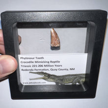 Load image into Gallery viewer, Framed Phytosaur Fossil Teeth One per Order .6-.7 Inches! Triassic Aquatic Reptile!
