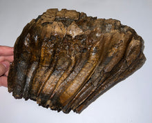 Load image into Gallery viewer, HUGE Ice Age Fossil Woolly Mammoth Molar 9.55 Inches from Siberia

