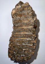 Load image into Gallery viewer, HUGE Ice Age Fossil Woolly Mammoth Molar 9.55 Inches from Siberia
