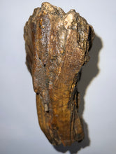 Load image into Gallery viewer, HUGE Ice Age Fossil Woolly Mammoth Molar 9.55 Inches from Siberia
