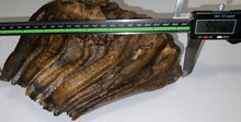 Load image into Gallery viewer, HUGE Ice Age Fossil Woolly Mammoth Molar 9.55 Inches from Siberia
