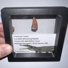 Load image into Gallery viewer, Framed Phytosaur Fossil Teeth One per Order .6-.7 Inches! Triassic Aquatic Reptile!
