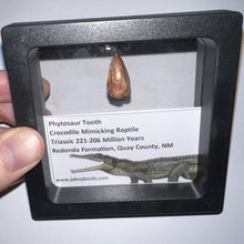 Load image into Gallery viewer, Framed Phytosaur Fossil Teeth One per Order .6-.7 Inches! Triassic Aquatic Reptile!
