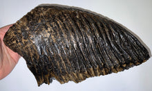 Load image into Gallery viewer, GEM ENORMOUS Ice Age Fossil Woolly Mammoth Molar 11.32 Inches from Siberia
