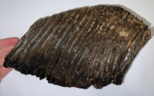 Load image into Gallery viewer, GEM ENORMOUS Ice Age Fossil Woolly Mammoth Molar 11.32 Inches from Siberia
