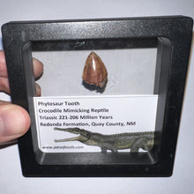 Load image into Gallery viewer, Framed Phytosaur Fossil Teeth One per Order .6-.7 Inches! Triassic Aquatic Reptile!
