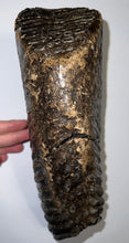 Load image into Gallery viewer, GEM ENORMOUS Ice Age Fossil Woolly Mammoth Molar 11.32 Inches from Siberia
