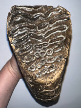Load image into Gallery viewer, GEM ENORMOUS Ice Age Fossil Woolly Mammoth Molar 11.32 Inches from Siberia
