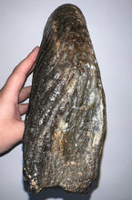 Load image into Gallery viewer, GEM ENORMOUS Ice Age Fossil Woolly Mammoth Molar 11.32 Inches from Siberia
