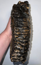 Load image into Gallery viewer, GEM ENORMOUS Ice Age Fossil Woolly Mammoth Molar 11.32 Inches from Siberia
