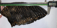 Load image into Gallery viewer, GEM ENORMOUS Ice Age Fossil Woolly Mammoth Molar 11.32 Inches from Siberia
