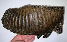 Load image into Gallery viewer, GEM ENORMOUS Ice Age Fossil Woolly Mammoth Molar 10.9 Inches from Siberia
