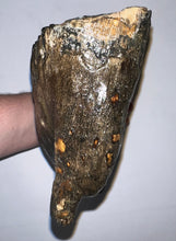Load image into Gallery viewer, GEM ENORMOUS Ice Age Fossil Woolly Mammoth Molar 10.9 Inches from Siberia
