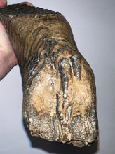 Load image into Gallery viewer, GEM ENORMOUS Ice Age Fossil Woolly Mammoth Molar 10.9 Inches from Siberia
