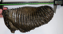 Load image into Gallery viewer, GEM ENORMOUS Ice Age Fossil Woolly Mammoth Molar 10.9 Inches from Siberia
