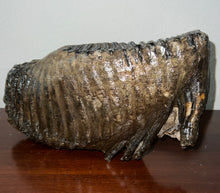 Load image into Gallery viewer, GEM ENORMOUS Ice Age Fossil Woolly Mammoth Molar 10.9 Inches from Siberia
