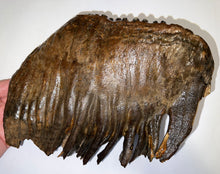 Load image into Gallery viewer, GEM ENORMOUS Ice Age Fossil Woolly Mammoth Molar 10.1 Inches from Siberia
