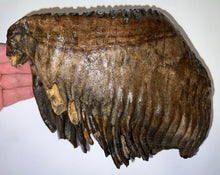 Load image into Gallery viewer, GEM ENORMOUS Ice Age Fossil Woolly Mammoth Molar 10.1 Inches from Siberia
