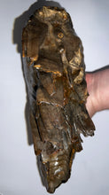 Load image into Gallery viewer, GEM ENORMOUS Ice Age Fossil Woolly Mammoth Molar 10.1 Inches from Siberia
