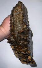 Load image into Gallery viewer, GEM ENORMOUS Ice Age Fossil Woolly Mammoth Molar 10.1 Inches from Siberia

