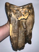 Load image into Gallery viewer, GEM ENORMOUS Ice Age Fossil Woolly Mammoth Molar 10.1 Inches from Siberia

