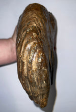 Load image into Gallery viewer, GEM ENORMOUS Ice Age Fossil Woolly Mammoth Molar 10.1 Inches from Siberia
