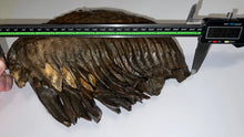 Load image into Gallery viewer, GEM ENORMOUS Ice Age Fossil Woolly Mammoth Molar 10.1 Inches from Siberia
