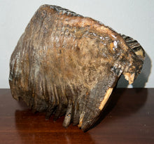 Load image into Gallery viewer, GEM ENORMOUS Ice Age Fossil Woolly Mammoth Molar 10.1 Inches from Siberia
