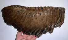 Load image into Gallery viewer, GEM ENORMOUS Ice Age Fossil Woolly Mammoth Molar 11.87 Inches from Siberia
