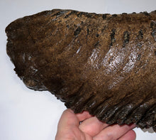 Load image into Gallery viewer, GEM ENORMOUS Ice Age Fossil Woolly Mammoth Molar 11.87 Inches from Siberia
