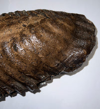 Load image into Gallery viewer, GEM ENORMOUS Ice Age Fossil Woolly Mammoth Molar 11.87 Inches from Siberia
