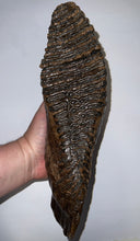 Load image into Gallery viewer, GEM ENORMOUS Ice Age Fossil Woolly Mammoth Molar 11.87 Inches from Siberia
