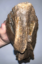 Load image into Gallery viewer, GEM ENORMOUS Ice Age Fossil Woolly Mammoth Molar 11.87 Inches from Siberia
