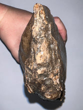 Load image into Gallery viewer, GEM ENORMOUS Ice Age Fossil Woolly Mammoth Molar 11.87 Inches from Siberia
