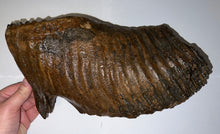 Load image into Gallery viewer, GEM ENORMOUS Ice Age Fossil Woolly Mammoth Molar 12.75 Inches from Siberia
