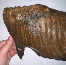 Load image into Gallery viewer, GEM ENORMOUS Ice Age Fossil Woolly Mammoth Molar 12.75 Inches from Siberia
