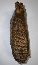 Load image into Gallery viewer, GEM ENORMOUS Ice Age Fossil Woolly Mammoth Molar 12.75 Inches from Siberia
