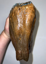 Load image into Gallery viewer, GEM ENORMOUS Ice Age Fossil Woolly Mammoth Molar 12.75 Inches from Siberia

