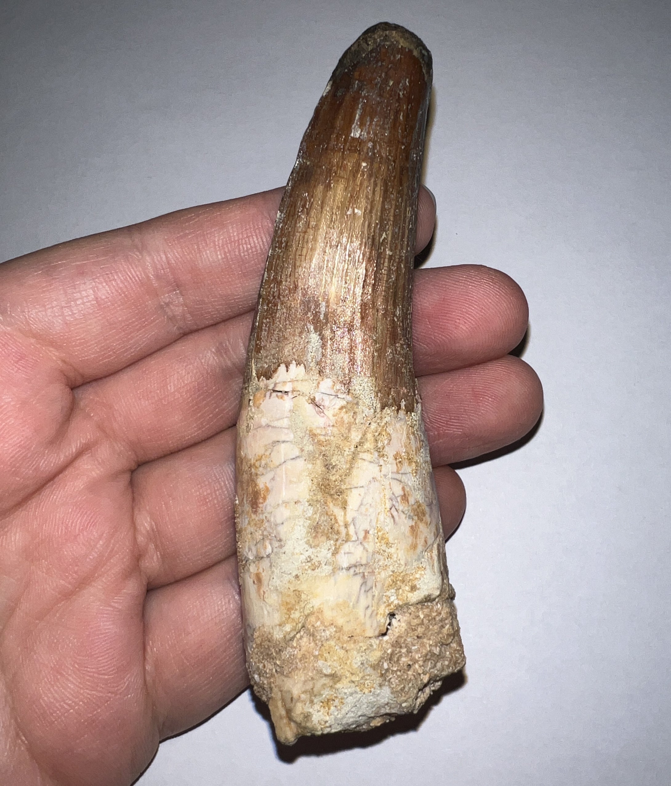 HUGE Spinosaur Fossil Dinosaur Tooth 3.75 Inches with Display Stand and Case