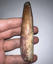 Load image into Gallery viewer, HUGE Spinosaur Fossil Dinosaur Tooth 3.75 Inches with Display Stand and Case
