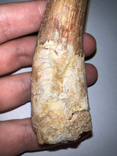 Load image into Gallery viewer, HUGE Spinosaur Fossil Dinosaur Tooth 3.75 Inches with Display Stand and Case
