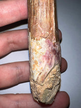 Load image into Gallery viewer, HUGE Spinosaur Fossil Dinosaur Tooth 3.75 Inches with Display Stand and Case
