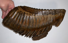 Load image into Gallery viewer, GEM ENORMOUS Ice Age Fossil Woolly Mammoth Molar 12.35 Inches from Siberia
