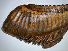 Load image into Gallery viewer, GEM ENORMOUS Ice Age Fossil Woolly Mammoth Molar 12.35 Inches from Siberia
