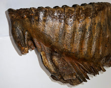 Load image into Gallery viewer, GEM ENORMOUS Ice Age Fossil Woolly Mammoth Molar 12.35 Inches from Siberia
