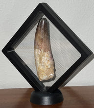 Load image into Gallery viewer, HUGE Spinosaur Fossil Dinosaur Tooth 3.75 Inches with Display Stand and Case
