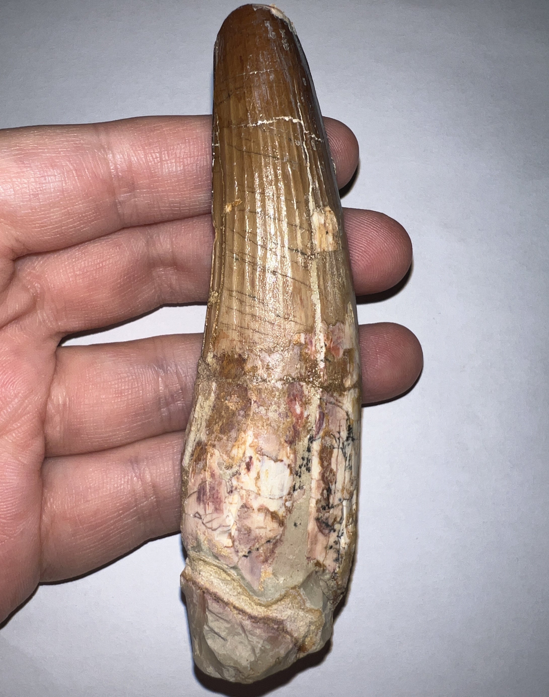 HUGE Spinosaur Fossil Dinosaur Tooth 3.84 Inches with Display Stand and Case NO REPAIR