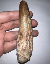 Load image into Gallery viewer, HUGE Spinosaur Fossil Dinosaur Tooth 3.84 Inches with Display Stand and Case NO REPAIR
